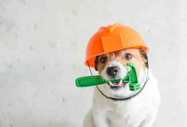 jack russell terrier dog posing at renovation site
